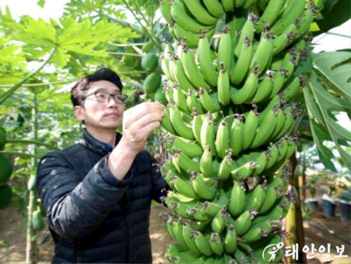 태안군 열대과일 바나나 파파야 재배 (2).JPG