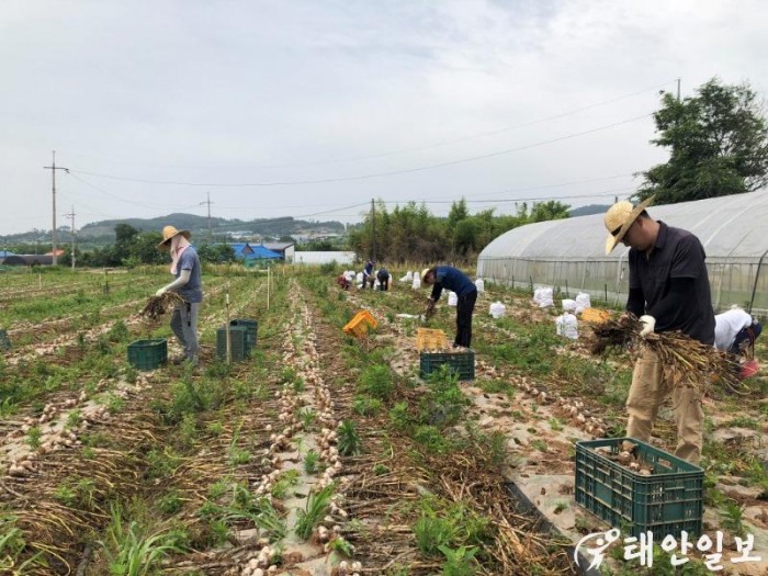 [태안교육지원청] 마늘 재배 농가 일손 돕기 봉사활동 실시2.jpg
