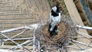 [포토뉴스]멸종위기 1급 천연기념물 ‘황새’ 송전탑에 둥지틀다